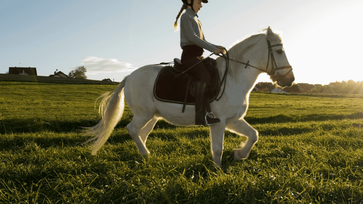 Redditor Sparks Drama After Refusing To Let Their Overweight Friend Ride Their Elderly Horse