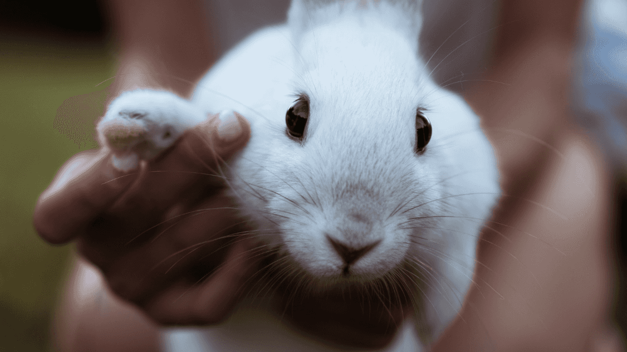 Dad Called Out For Forcing Daughter To Keep Pet Rabbit Outside Due To Stepson's Allergies