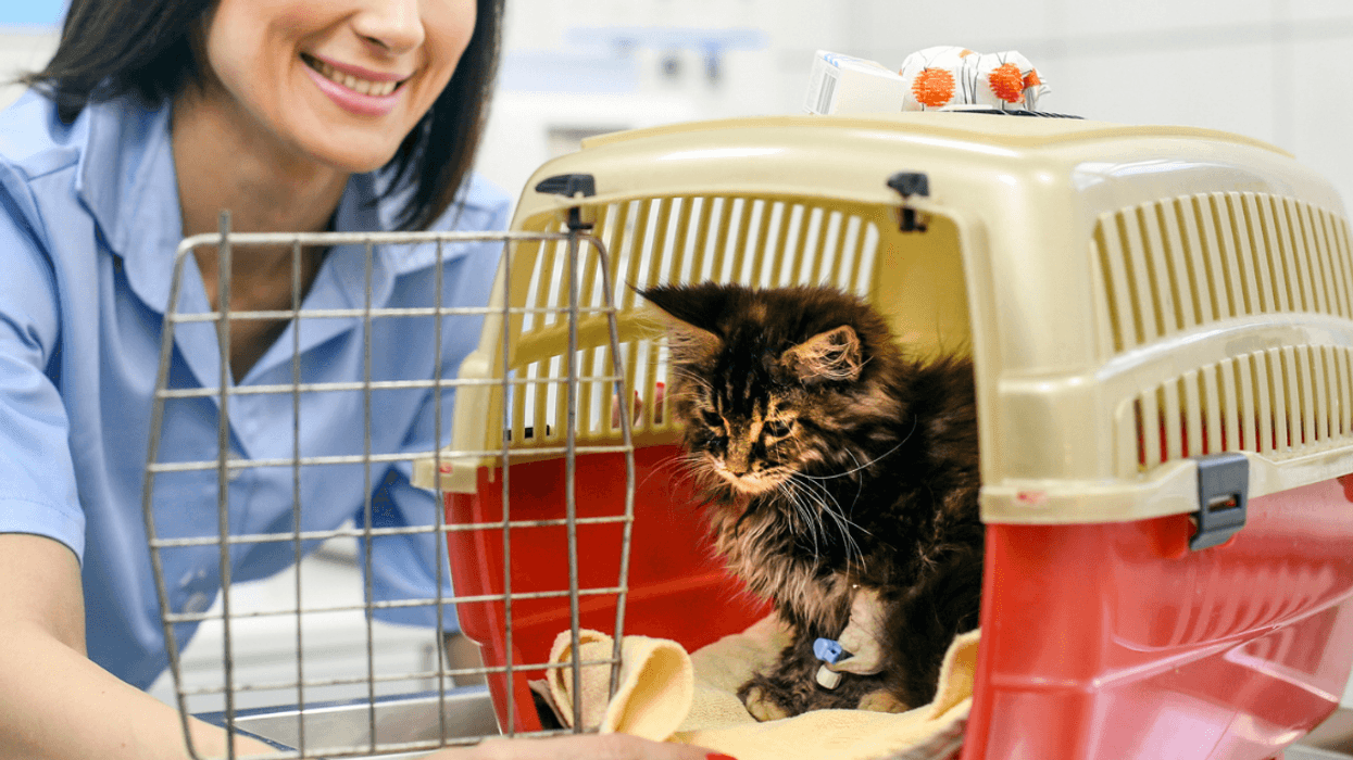 Woman adopting a cat