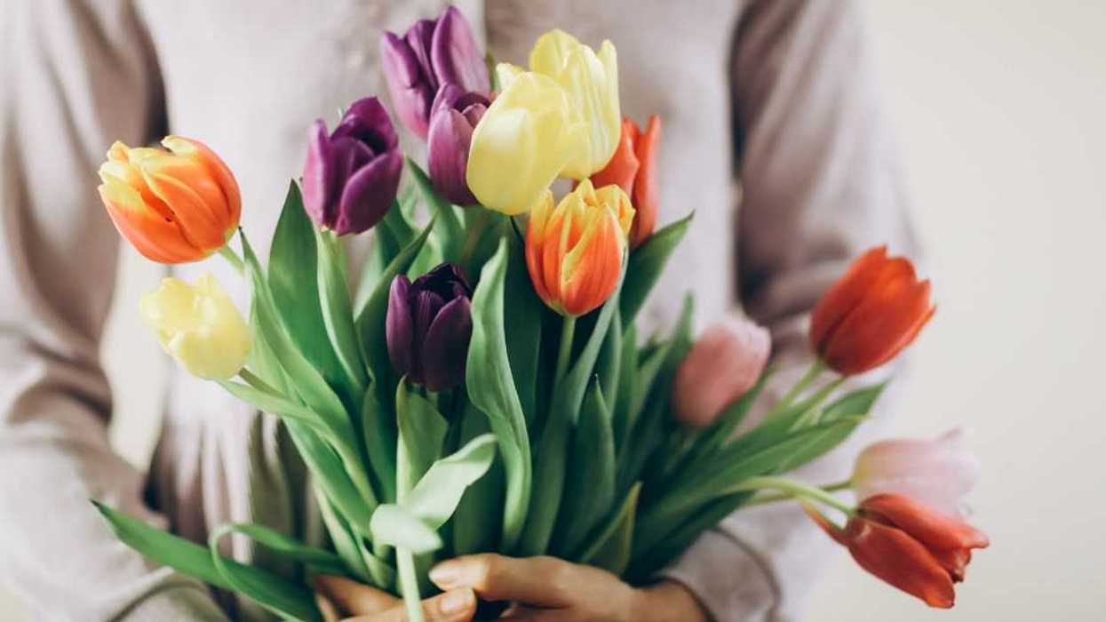 Woman holding a tulip bouquet
