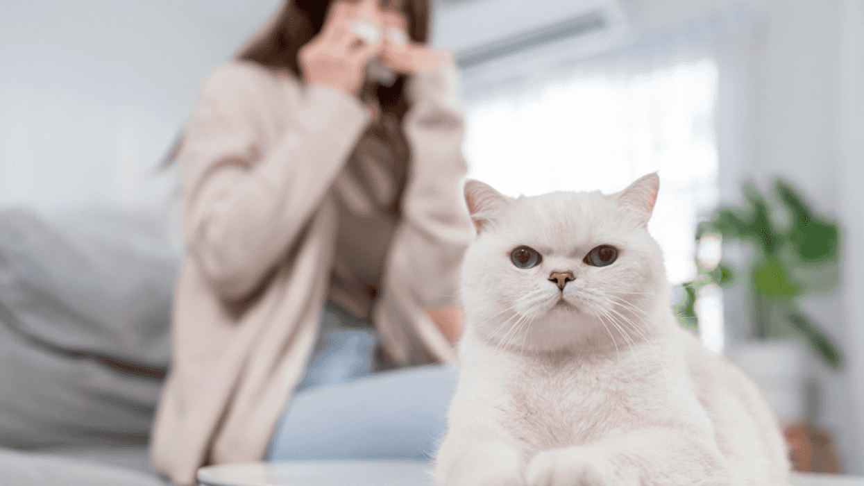 Woman sneezing around cats