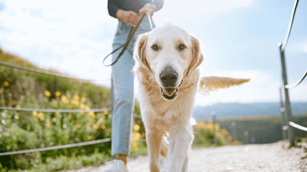 Woman walking a Golden Retriever