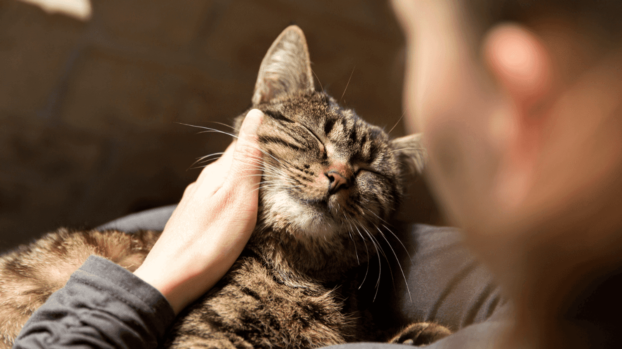 Woman with cat on her lap.