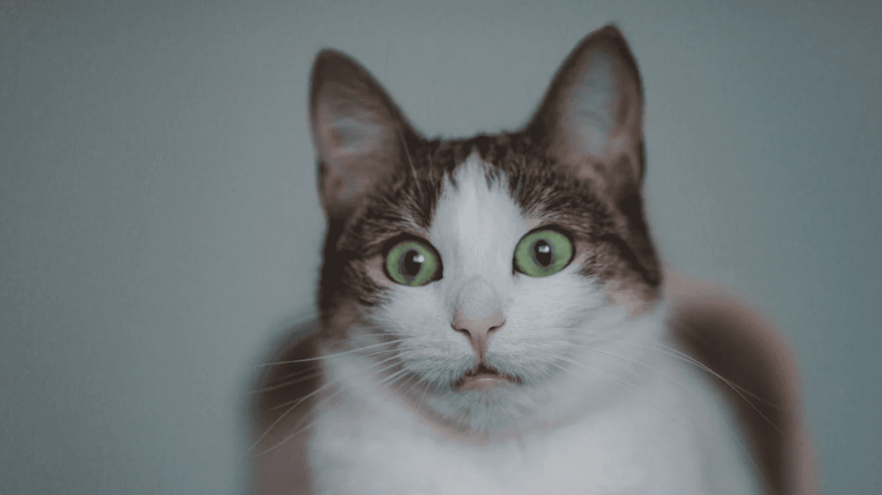 Worried cat