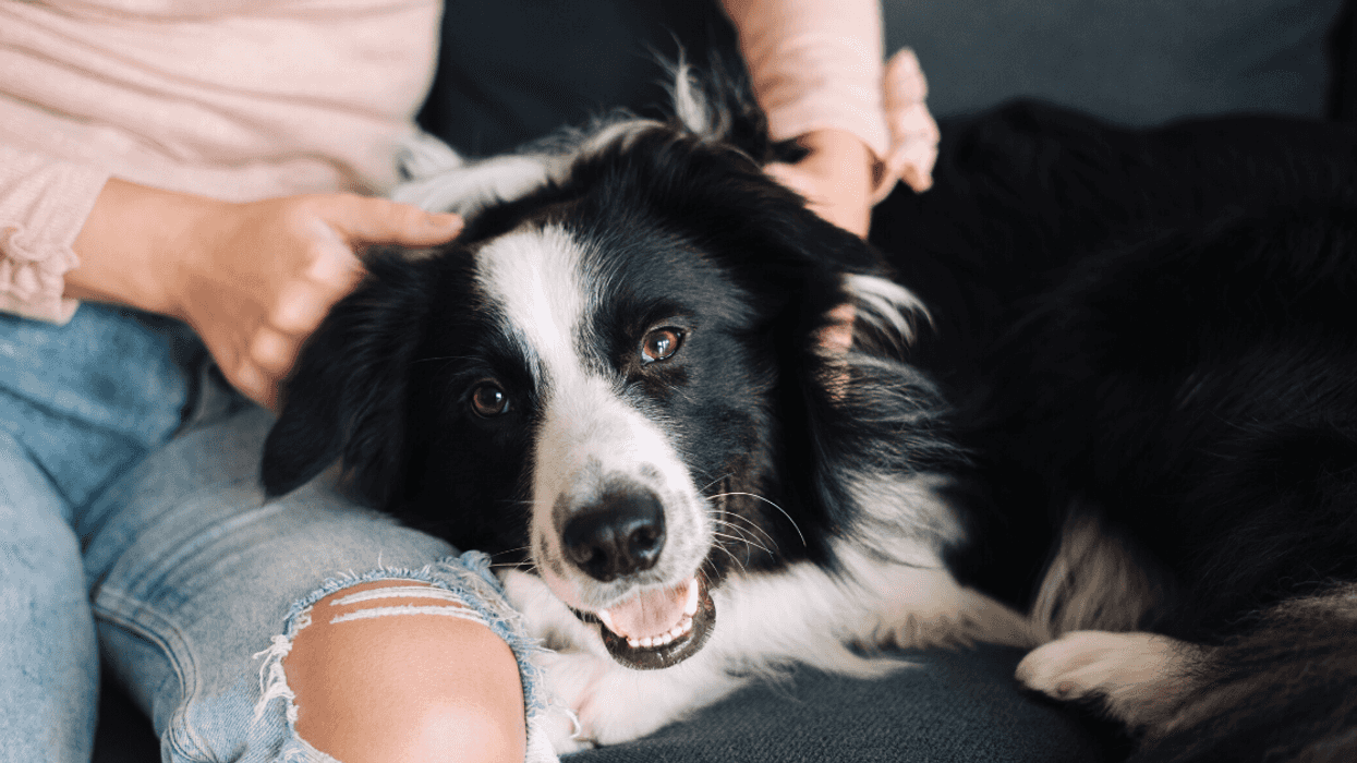 Woman With Severe Allergies Sparks Drama After Having Animal Control Take Her Sister's Dog Away