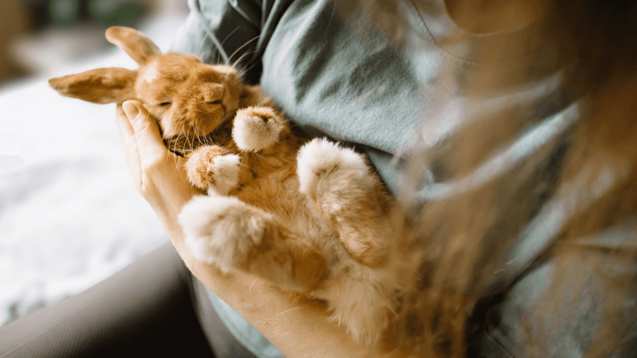 young woman holding pet rabbit