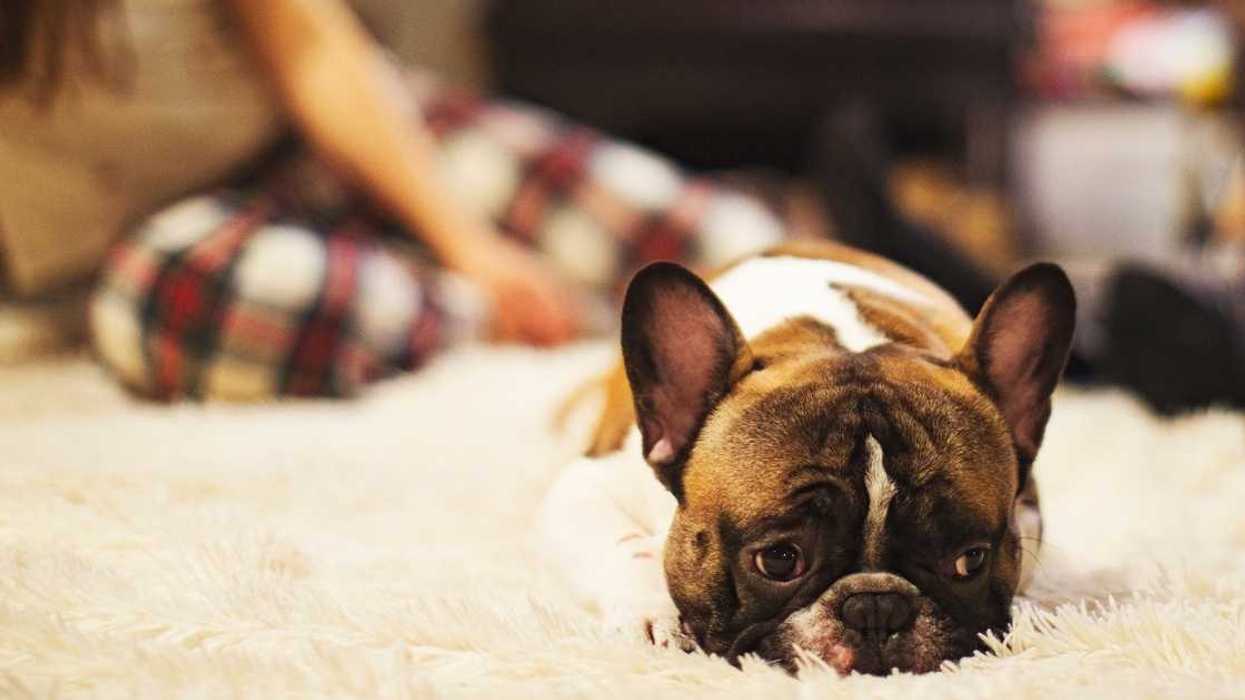 Guy Upsets Wife By Saying They Shouldn't Have Kids Because She Doesn't Help Enough With Their Dog