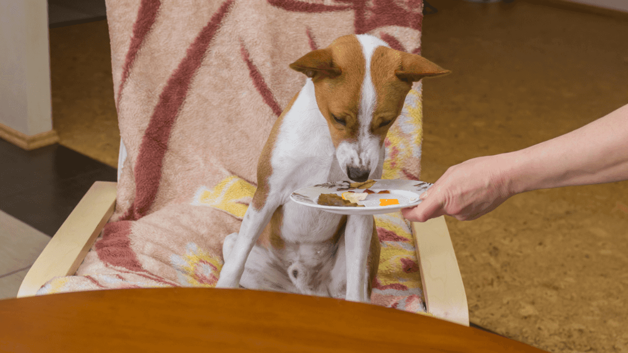 Woman Stunned When She's Kicked Out For Feeding Her Dog Scraps From Dinner Boyfriend Made