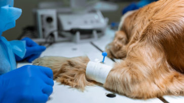 dog at vet