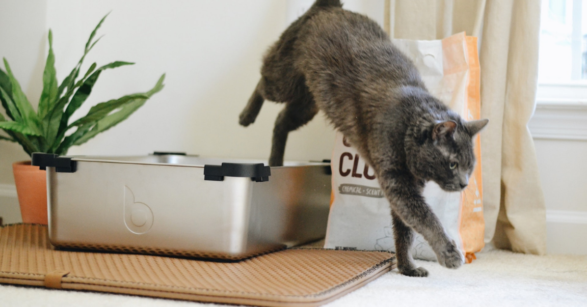 Diabetic Woman Pees In Cat's Litter Box After BF Hogs Bathroom AITA