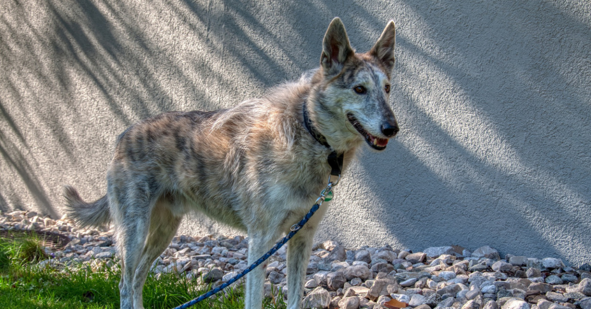 Guy's GF's Mom Ties His Dog Up Outside So It Can't Be In Kitchen AITA