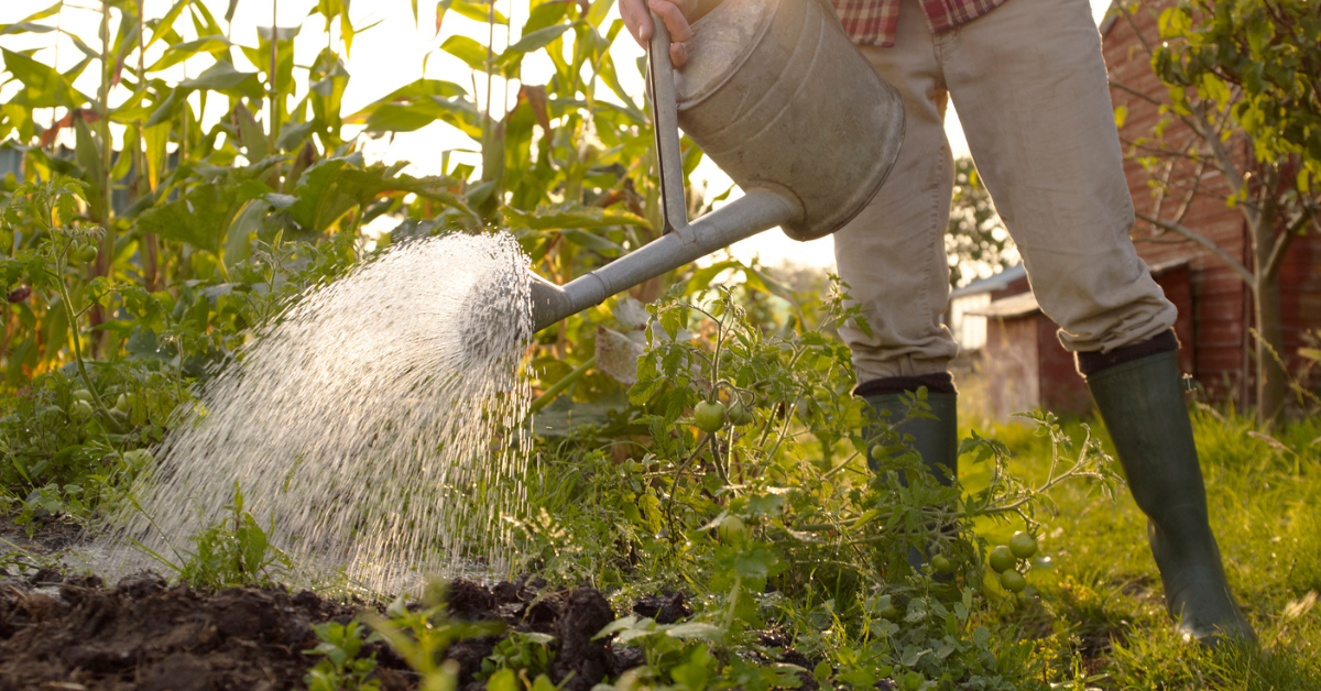 Gardener's Neighbor Expects Them To Keep Watering Garden