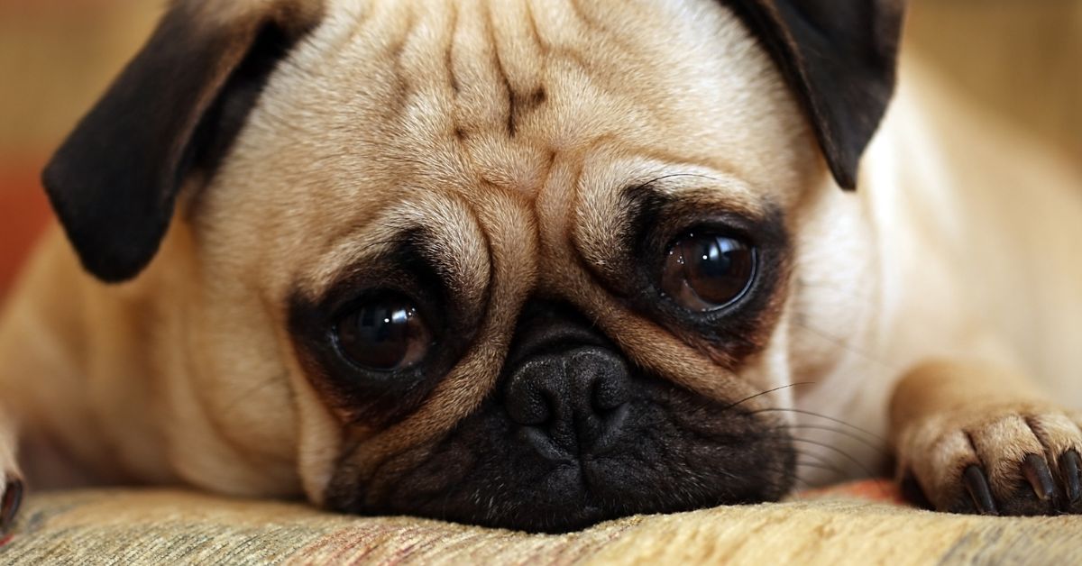 Woman's BF Won't Let Her Dog Out During The Day