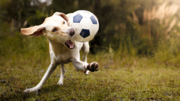 Dog playing with soccer ball
