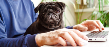 An adorable brown pug.