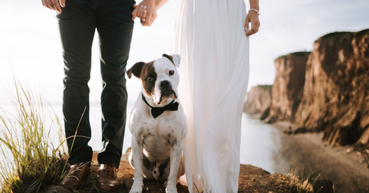 Dog between a bride and groom at a beach wedding.