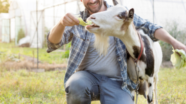 Man with goat in yard