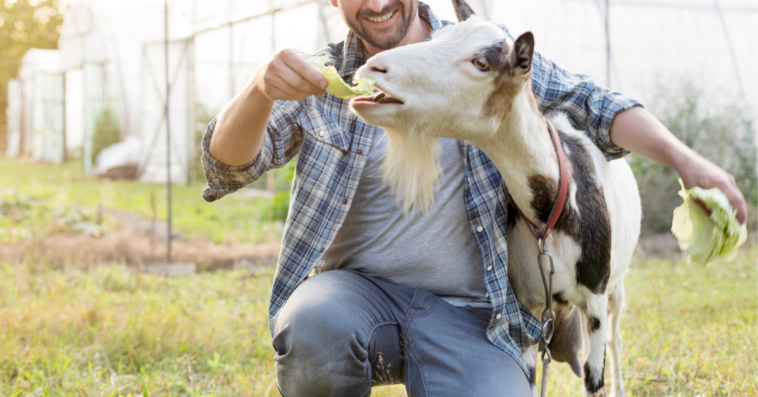 Man with goat in yard