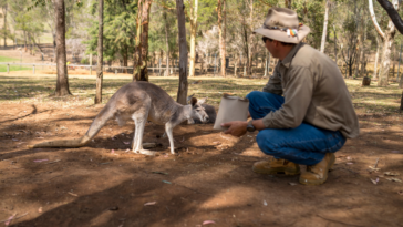 zookeeper tending to a kangaroo.