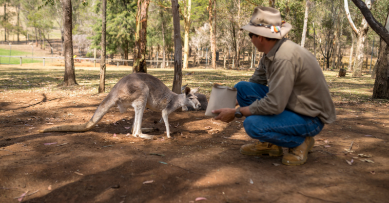 zookeeper tending to a kangaroo.