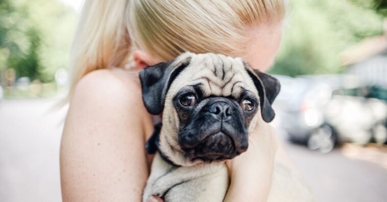 A woman hugs her pug dog, who looks directly into the camera