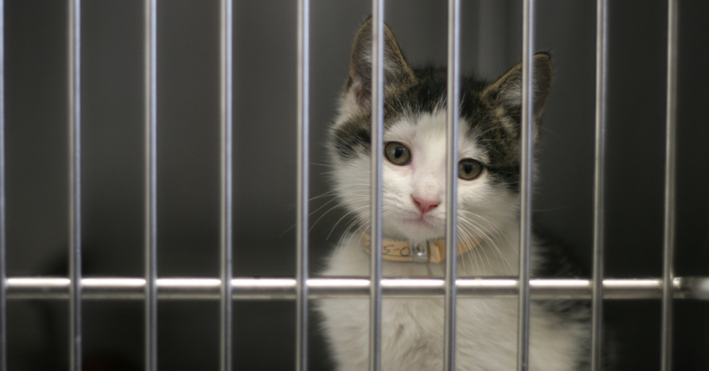 Redditor Sets Trap To Catch Neighbor's Outdoor Cat