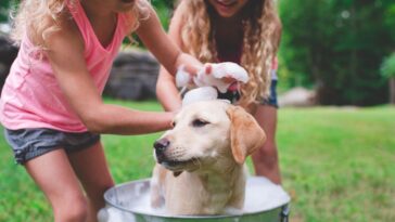 Two smiling young girls bathe a dog