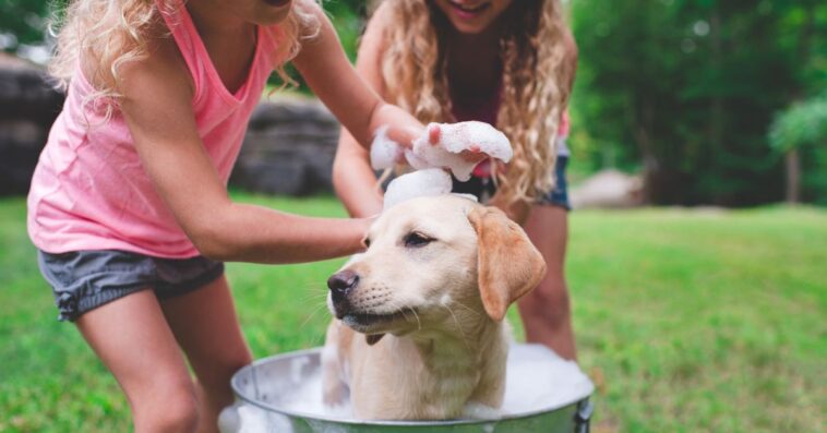 Two smiling young girls bathe a dog