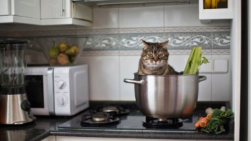 Cat sitting in a pot on the stove