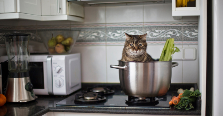 Cat sitting in a pot on the stove