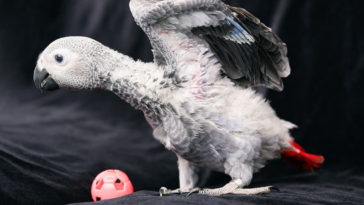 African Grey parrot with toy