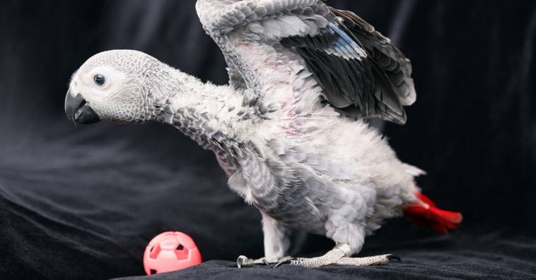 African Grey parrot with toy