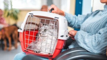 A female cat owner sitting and waiting for her appointment with the vet. She has a beautiful grey cat in a cage.