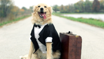 a dog in a tuxedo with a suitcase