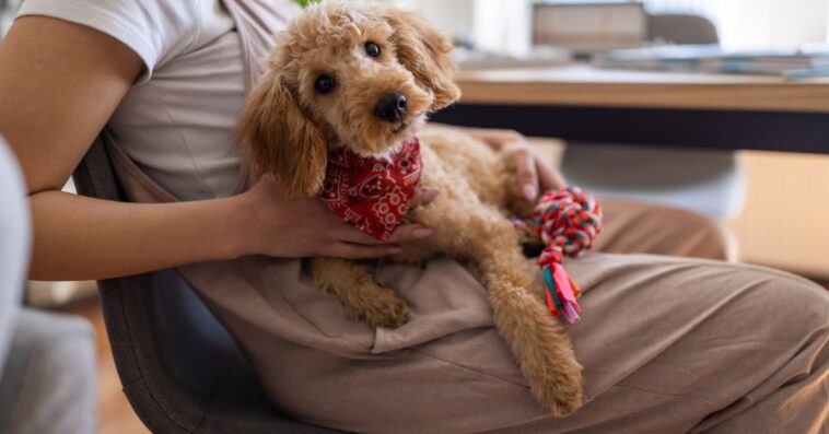 A miniature red poodle in it's owner's lap in a living room