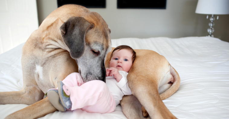 Dog cuddling with baby
