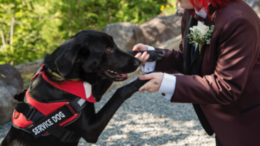 Person in tuxedo holding a service dog by the paws.