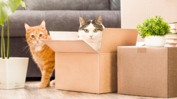 two cats with moving boxes