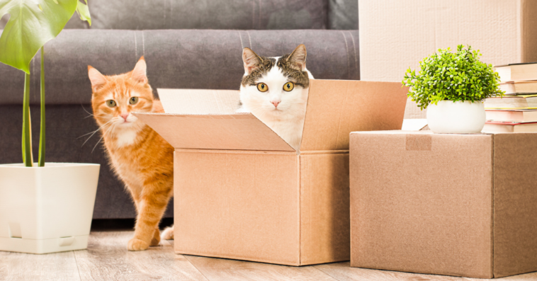 two cats with moving boxes
