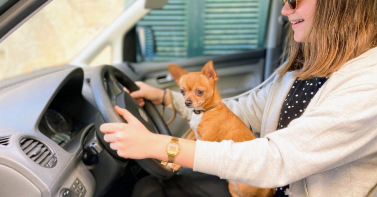 dog on driver's lap in car