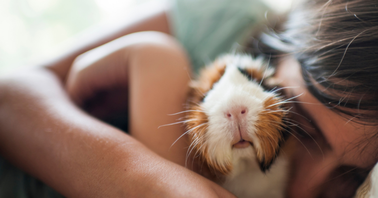 A girl hugging a Guinea Pig