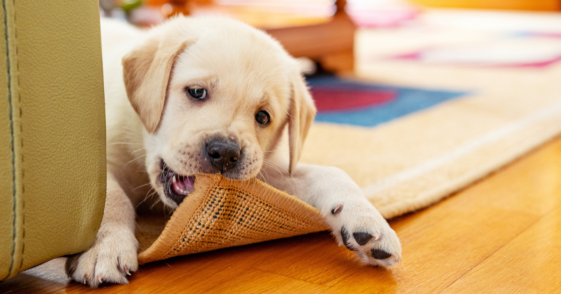 puppy chewing on rug