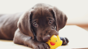 A dog playing with a dog toy.