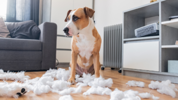 A dog destroying furniture