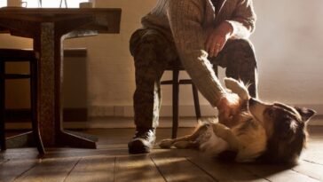 Man rubbing dog's belly