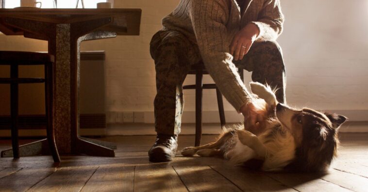 Man rubbing dog's belly