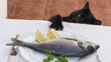 cat reaching on table for fish