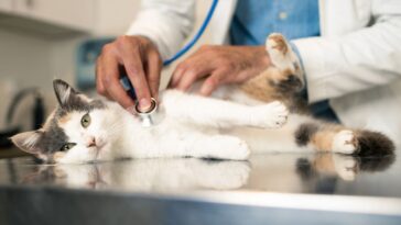 Veterinarian examines a cat.