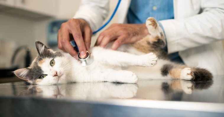 Veterinarian examines a cat.