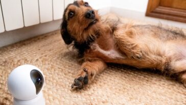 Dachshund dog alone at home controlled by a dog cam